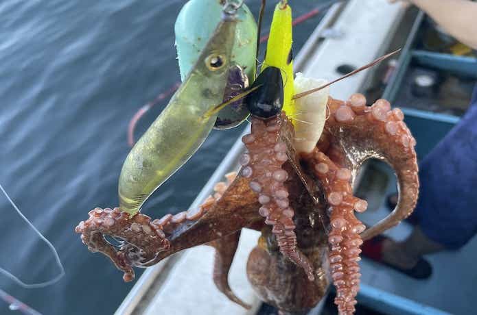 アオリイカ用のエギで釣れたタコ