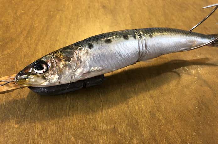 タコ釣りのエサの画像