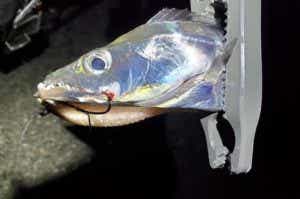 タチウオのルアー釣りの画像