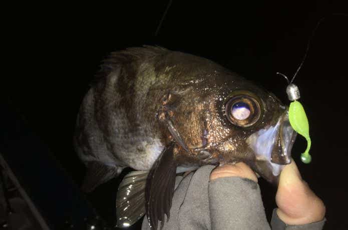メバル
