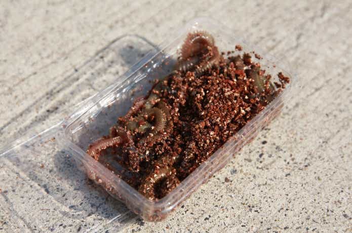 チョイ投げ釣りのエサの画像