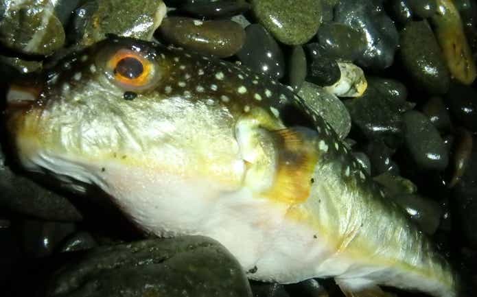 ミズウオ　毒魚　捕食