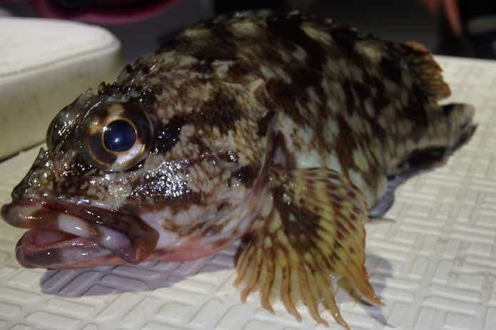 カサゴ