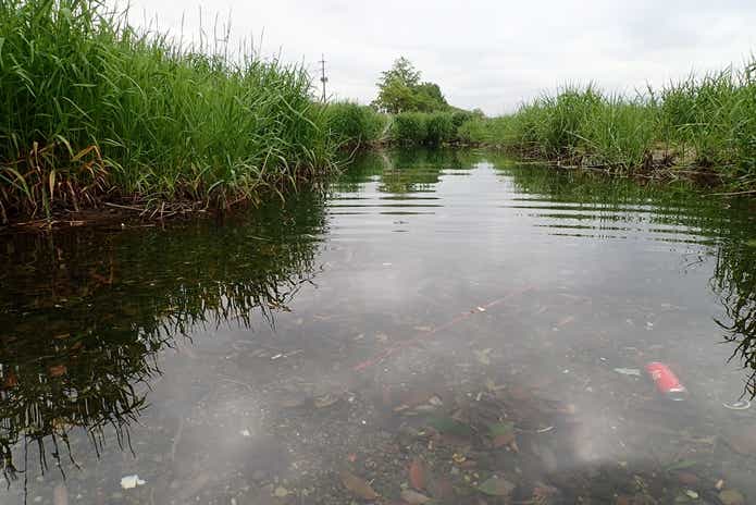 オヤニラミが生息する水域