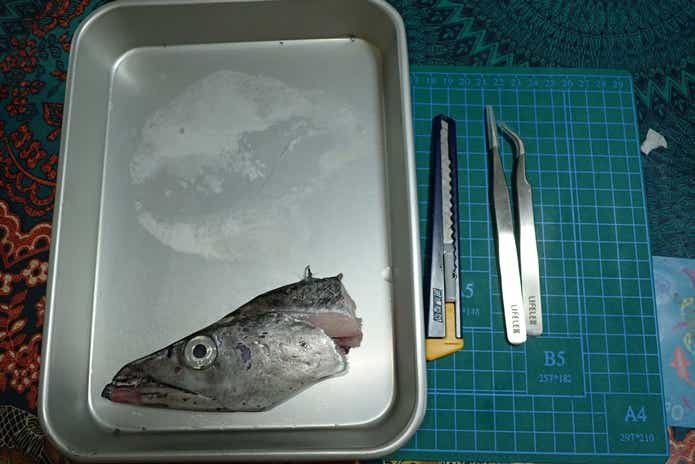 頭骨標本　用意する　道具