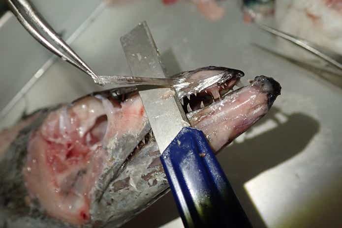 標本　除肉