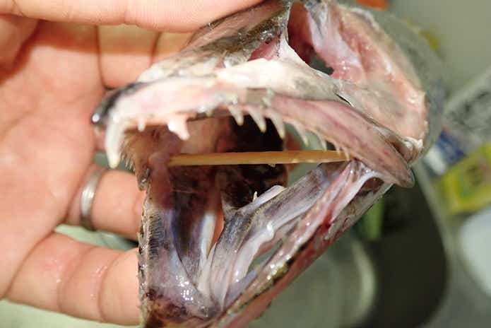 簡単＆手軽】魚の骨格標本の作り方をおしえます。家にあるもので
