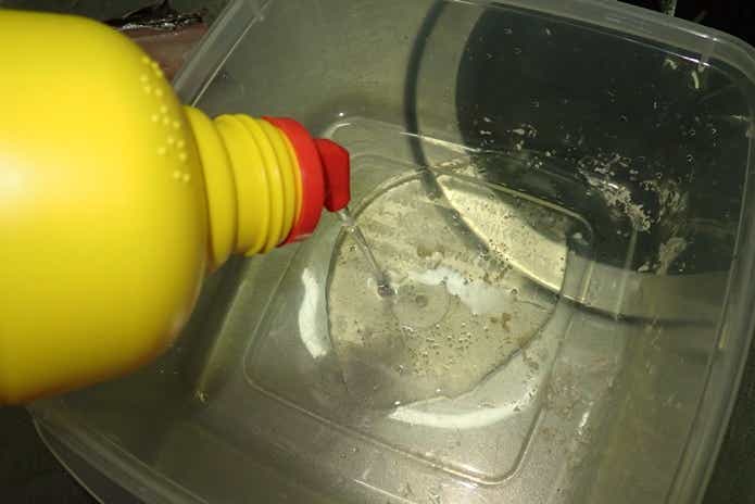 魚　標本　作り方