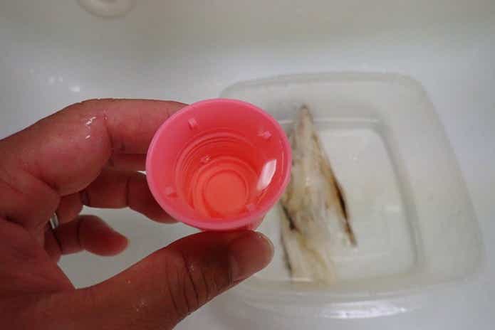 標本　魚　漂白剤