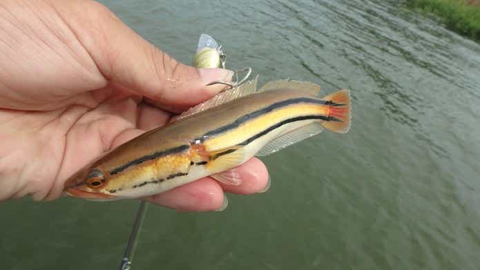 シャドー トーマン 稚魚