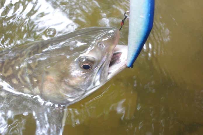 ルアーで釣った　アメマス