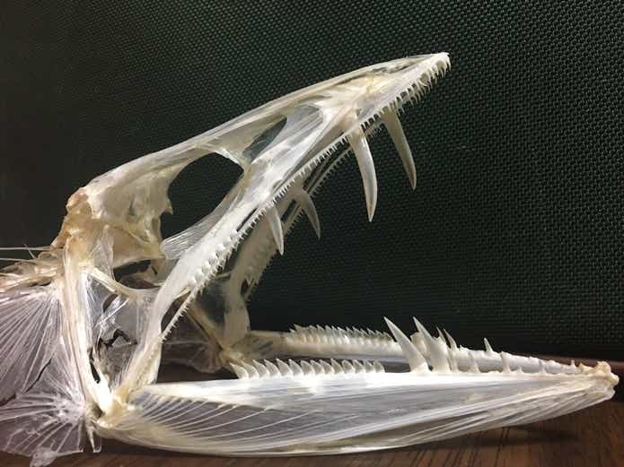 ミズウオ　頭骨標本