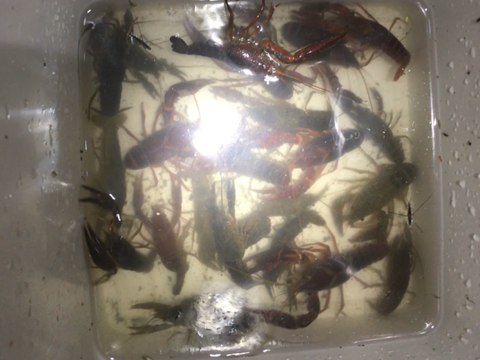 うなぎ釣り　餌　ザリガニ