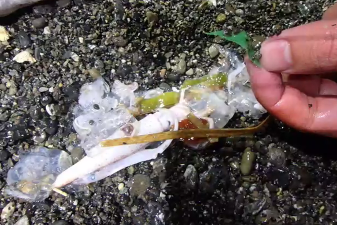 ミズウオ　死因　プラスチック