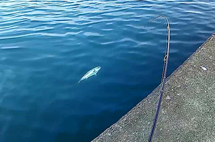 おかっぱりから釣り