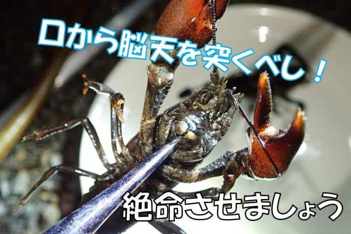 ウチダザリガニ　締め方