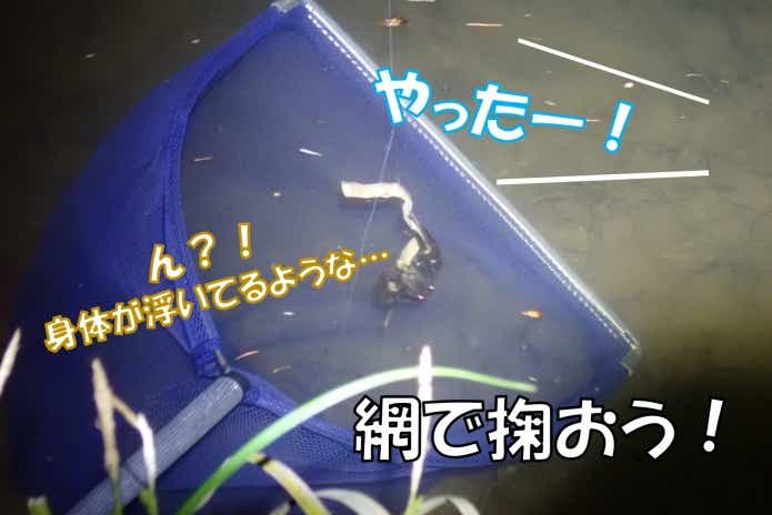 ウチダザリガニ釣り