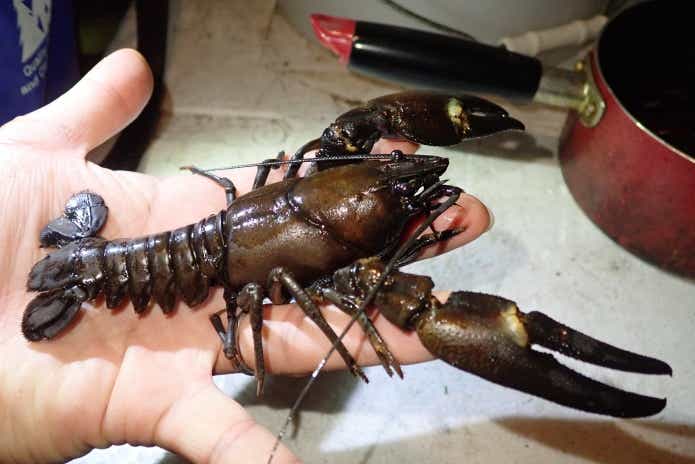ウチダザリガニ