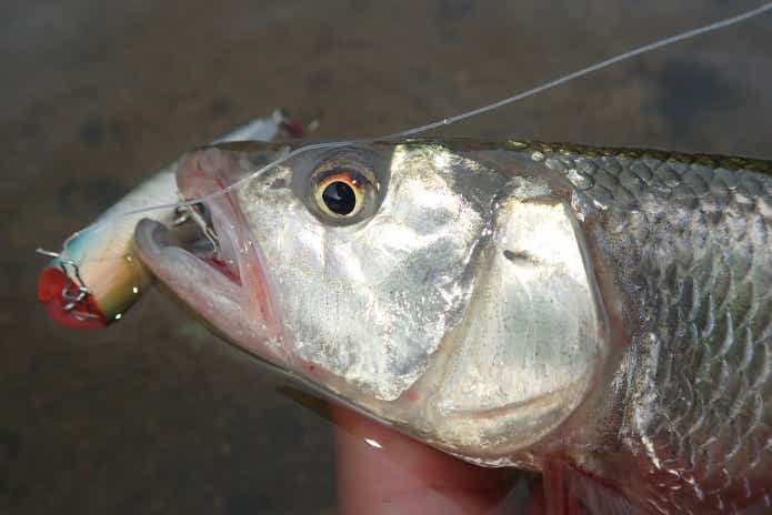 ケタバス　ルアー