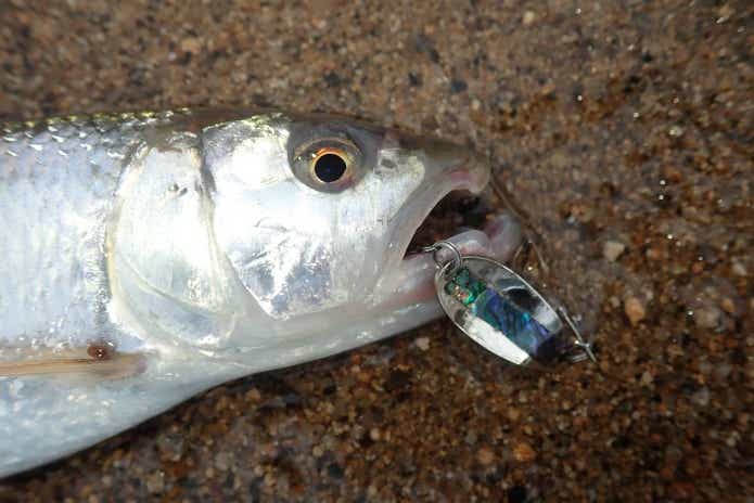 ルアーで釣ったハス