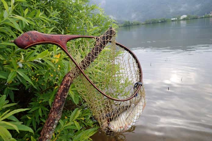 ハス　持ち帰り