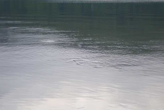 ハス釣り　ルアーアクション