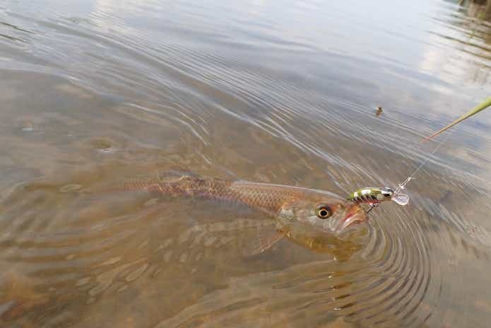 ハス　ルアー釣り