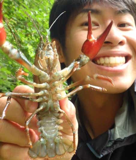 特定外来生物“ウチダザリガニ”を捕まえて食べてみたら絶品だった件。ルール違反は罰金1億円って本当？！ | TSURI HACK[釣りハック]