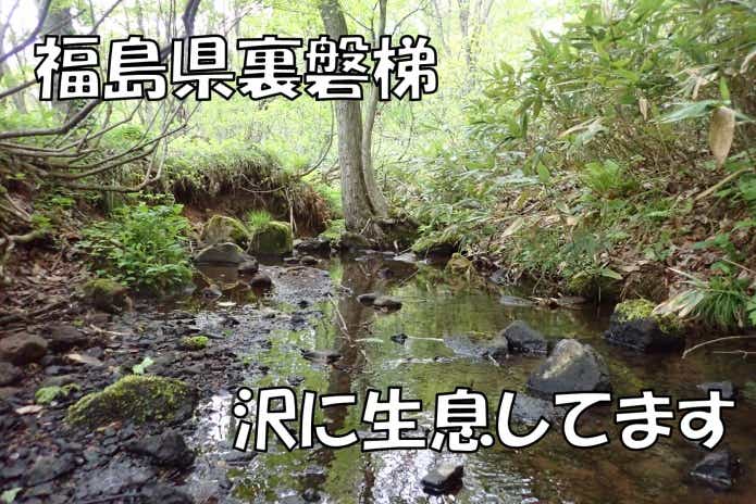 ウチダザリガニ　福島県
