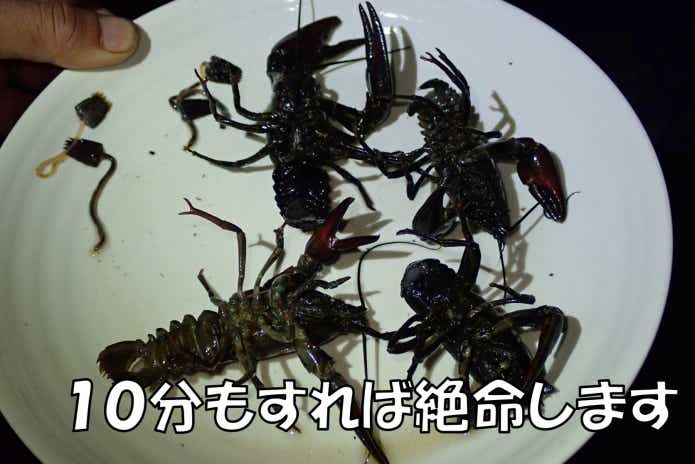 特定外来生物“ウチダザリガニ”を捕まえて食べてみたら絶品だった件。ルール違反は罰金1億円って本当？！ | TSURI HACK[釣りハック]