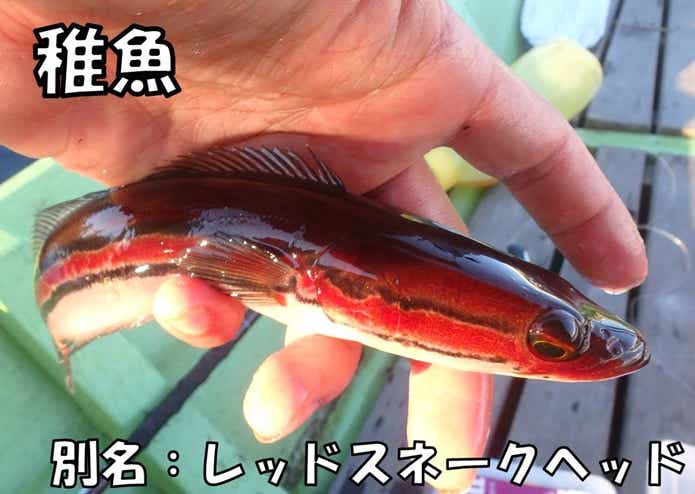 トーマン 稚魚