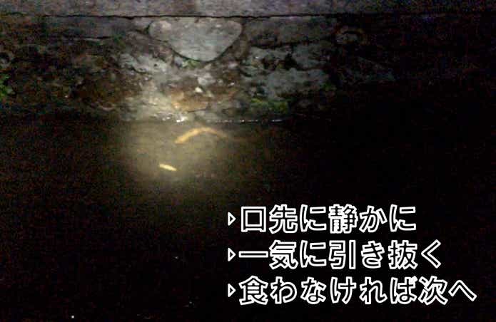 タウナギ　釣り方