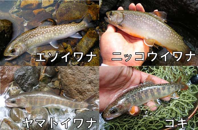 イワナ　亜種