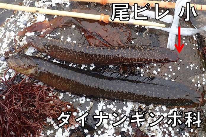 ダイナンギンポ科