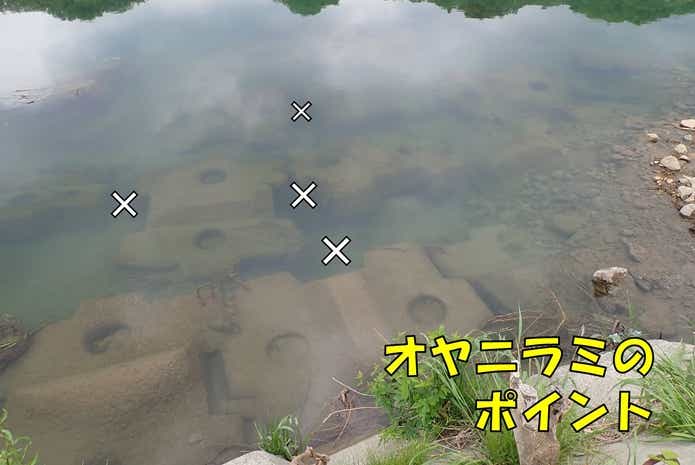 オヤニラミ　釣り　ポイント