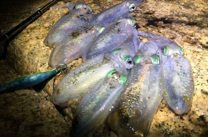 エギングの釣果写真