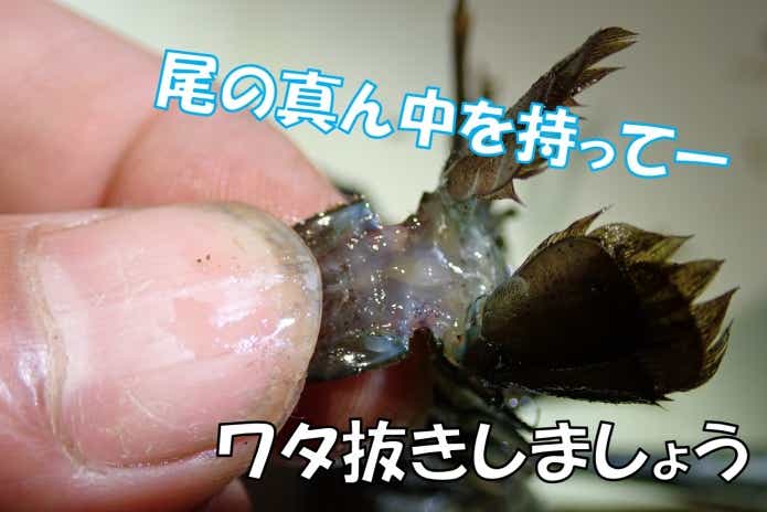 特定外来生物“ウチダザリガニ”を捕まえて食べてみたら絶品だった件。ルール違反は罰金1億円って本当？！ | TSURI HACK[釣りハック]