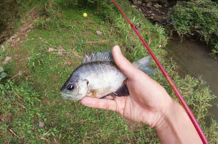 ブルーギル釣果