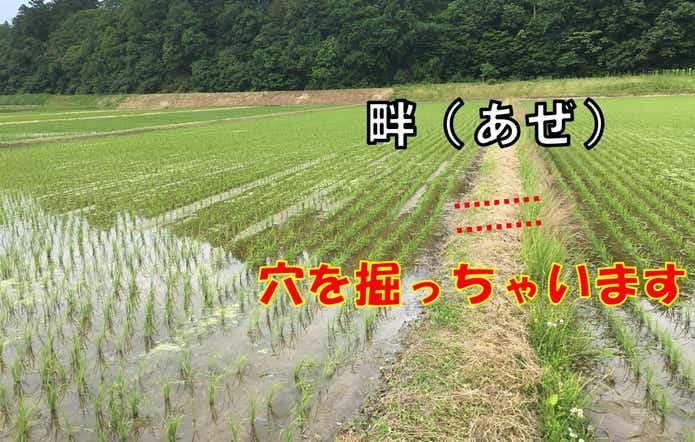 タウナギ　田んぼ