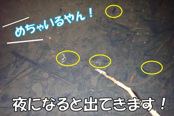 ウチダザリガニ釣り　夜釣り