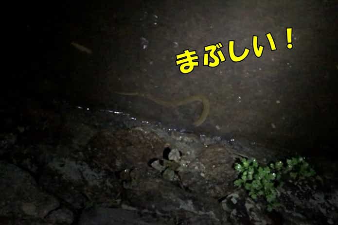 水中　タウナギ