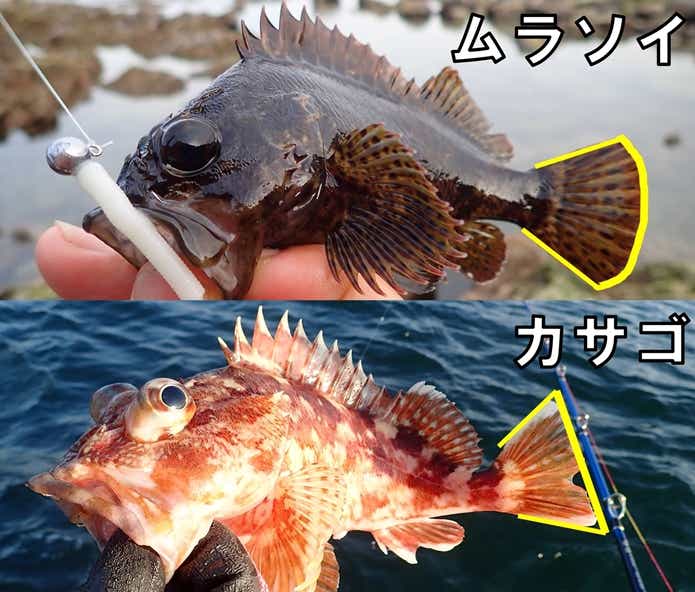 ムラソイ　カサゴ　見分け