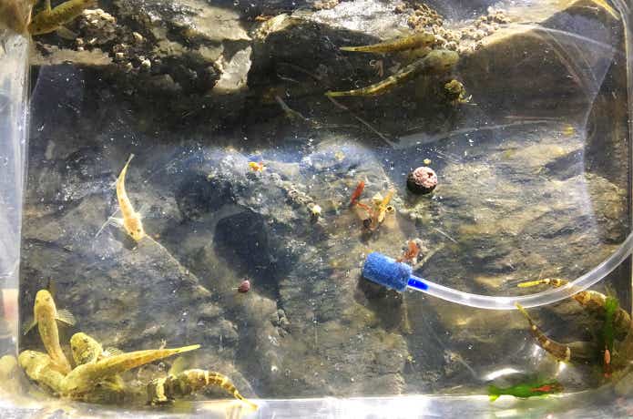 エアーポンプで生き物観察