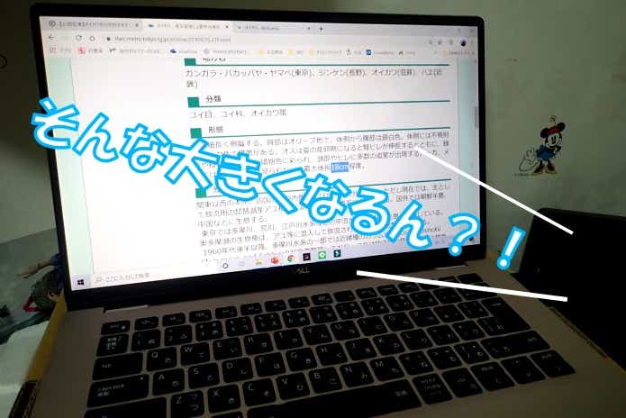 オイカワ　最大サイズ