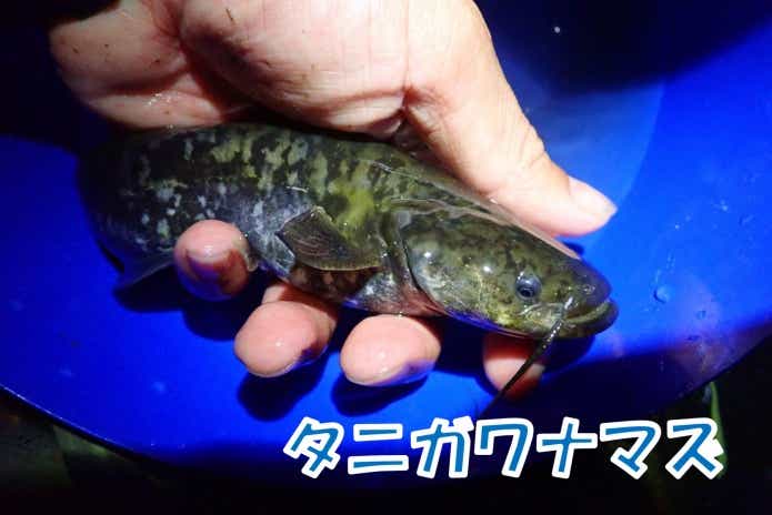 新種ナマズ】2018年に発見された“タニガワナマズ”に釣り迫る！姿はマナマズ、中身はイワトコ？！ | TSURI HACK[釣りハック]