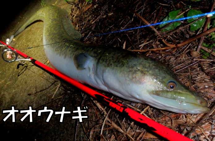オオウナギ