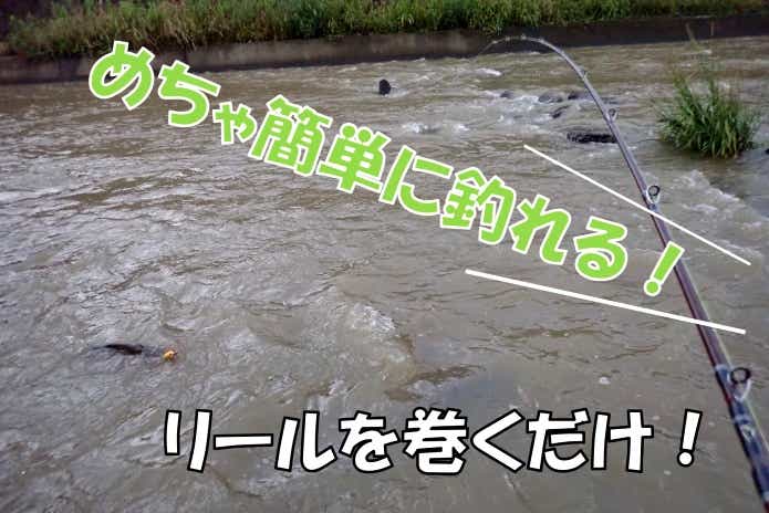 ジッターバグ　ナマズ