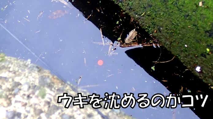 テナガエビ釣りはウキを沈めるのがコツ