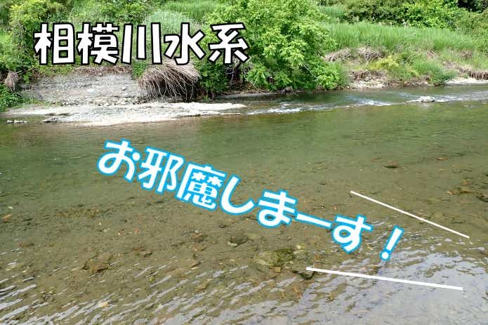 オイカワ 相模川