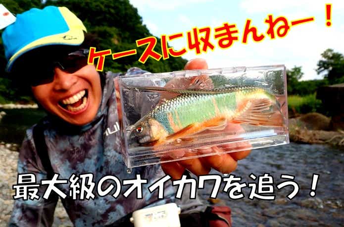 最大サイズのオイカワを釣る